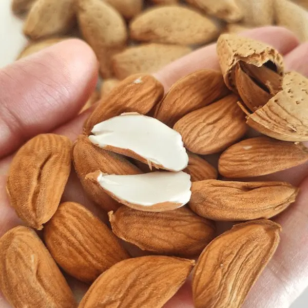 تصویر 5 از راهنمای خرید مغز بادام مامایی + قیمت عالی